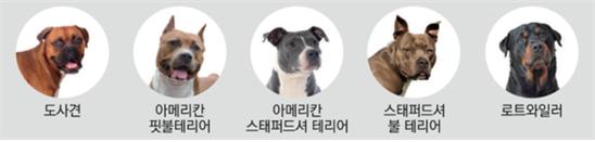 개물림사고 대책 ‘맹견보험의무화’만이 정답?