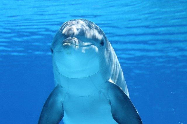 더 진짜 같은 ‘돌고래 로봇’, 돌고래 학대 비극 끝낼 수 있을까?