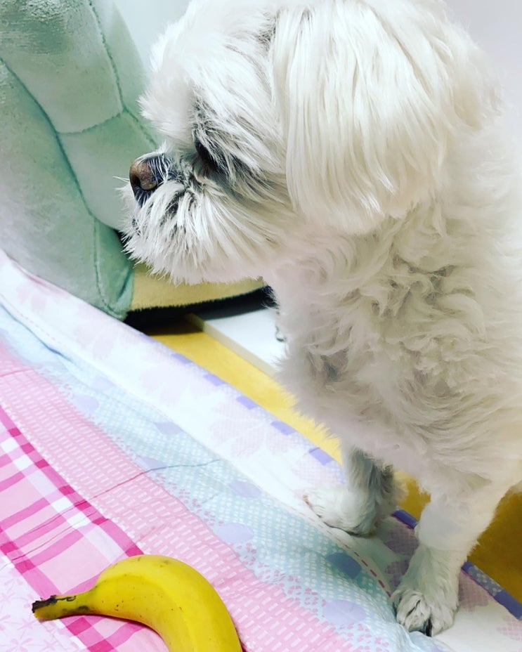 댕댕이 꼬까미 근황 댕댕이 꼬까미 근황