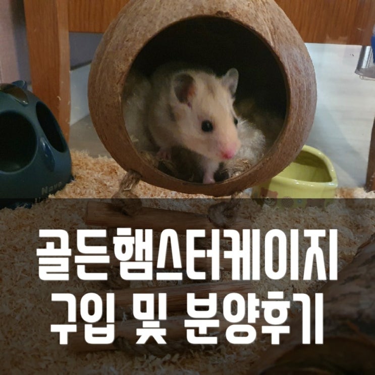  골든햄스터케이지 구입 및 분양 후기 (골든햄스터 수명,햄스터케이지 등 알고 키워요!)