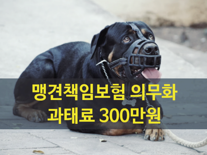  맹견책임보험, 5대맹견이라면 필수 - 2021년 개정 동물보호법