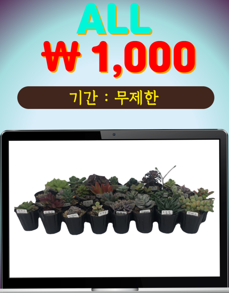  ALL 1000원 다육이가 출시 되었어요!