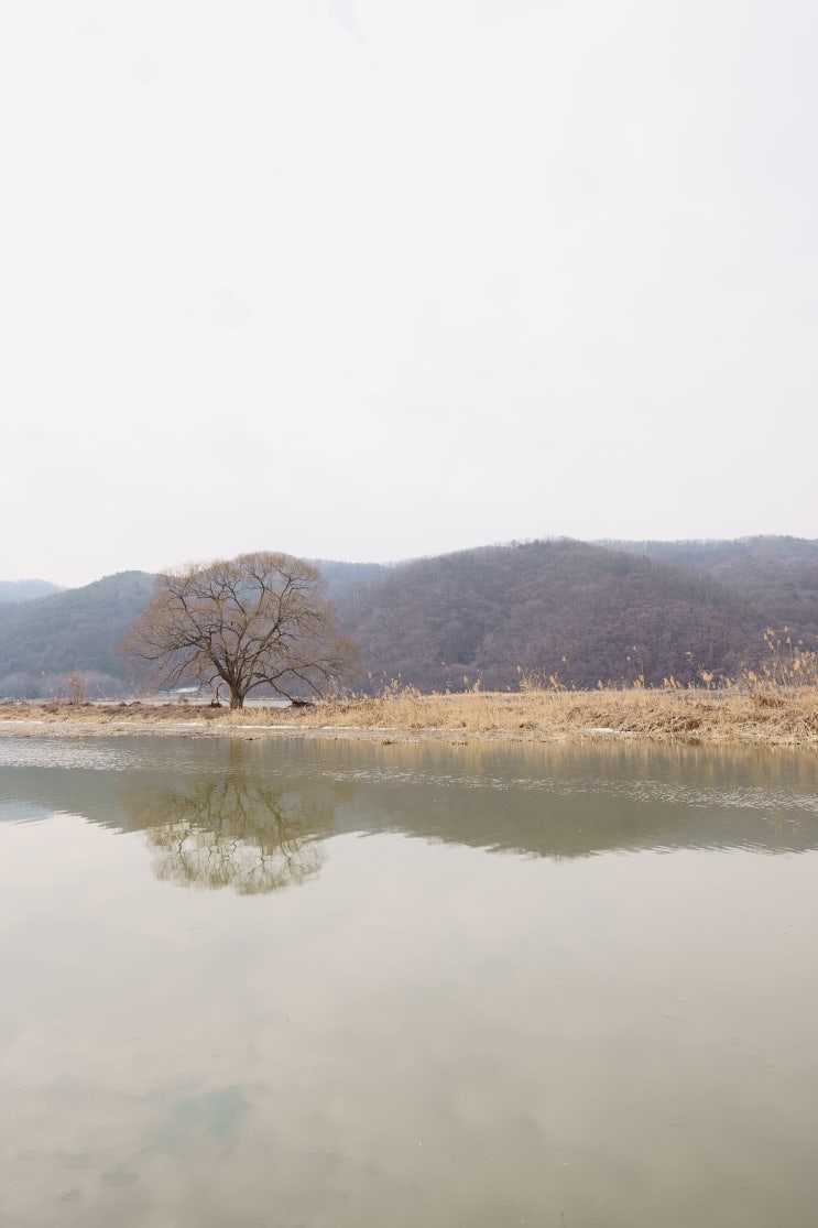  겨울철 걷기좋은곳 광주8경 경안천습지생태공원에서 만나는 고니떼와 억새풀을 보셨나요?