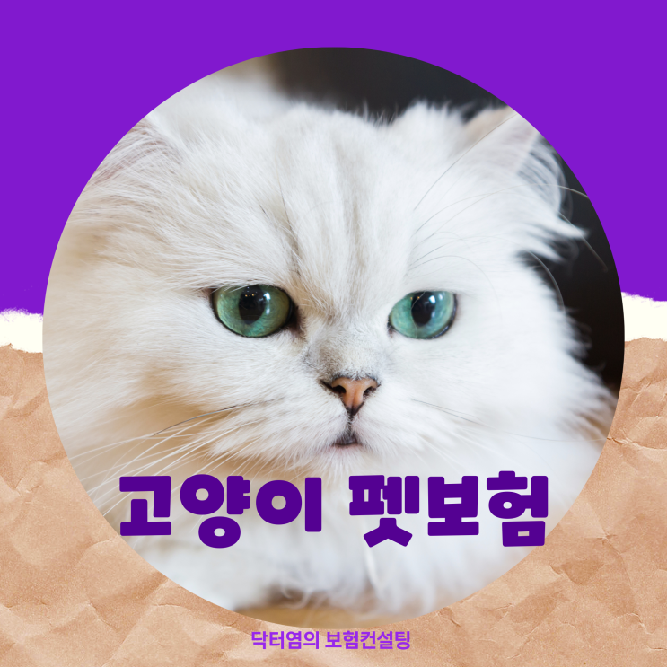  고양이 펫보험 으로 메리츠 캣보험 페르시안 4세 보험설계 확인하기