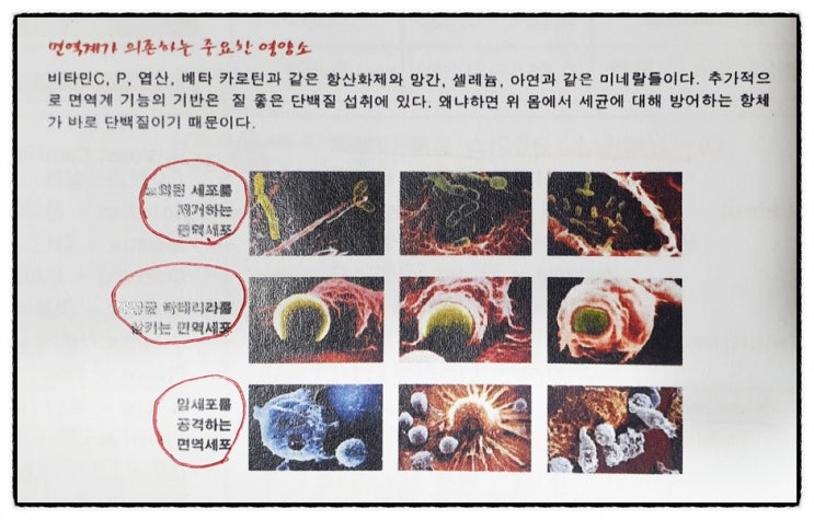  면역 림프 골수 호흡기 NK세포