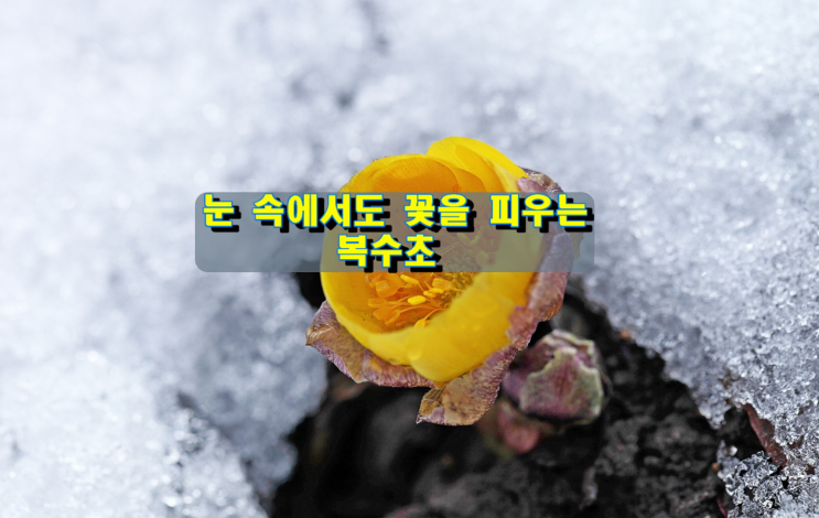 눈 속에서도 꽃을 피우는 복수초 눈 속에서도 꽃을 피우는 복수초