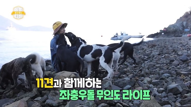 류수영의 동물티비 용인 애견미용실 동물보호센터 거제 무인도 개 11마리 1회 재방송