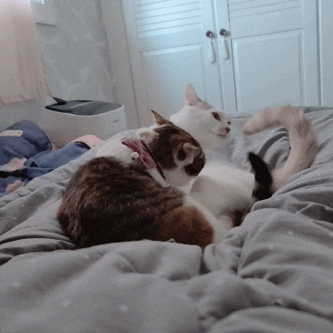  싸움구경!! 고양이 멱살잡이. 현실남매. 흔한 남매. 고양이 싸움. 고양이 놀이.