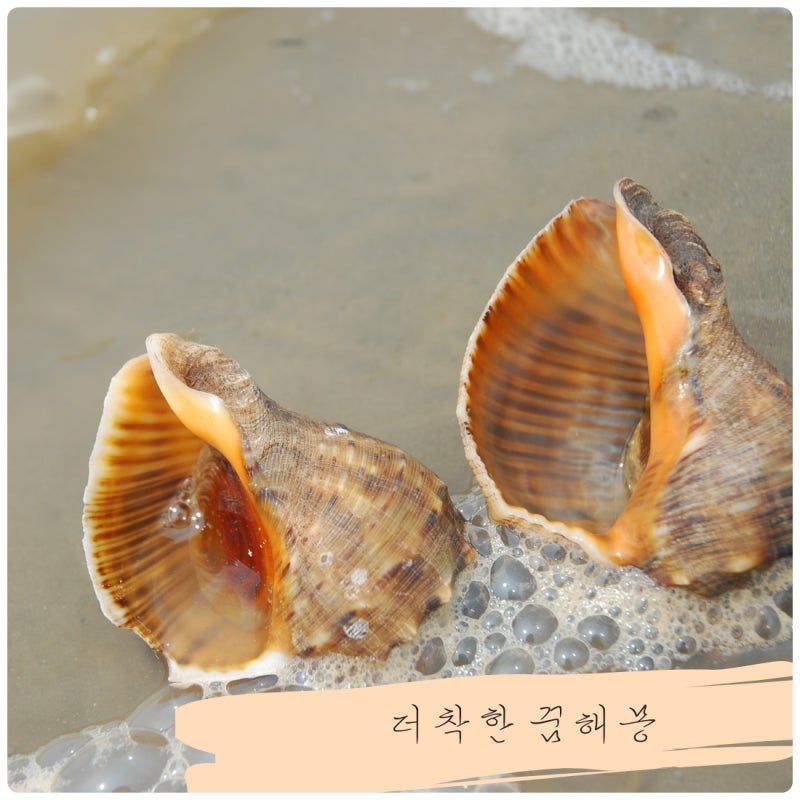 소라잡는꿈 + 소라줍는꿈