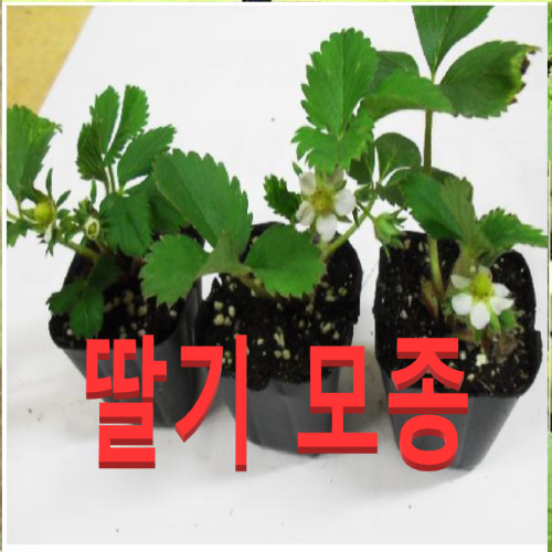 가성비갑 (성실농원) 딸기모종(포트 10개) 딸기모종판매 ···
