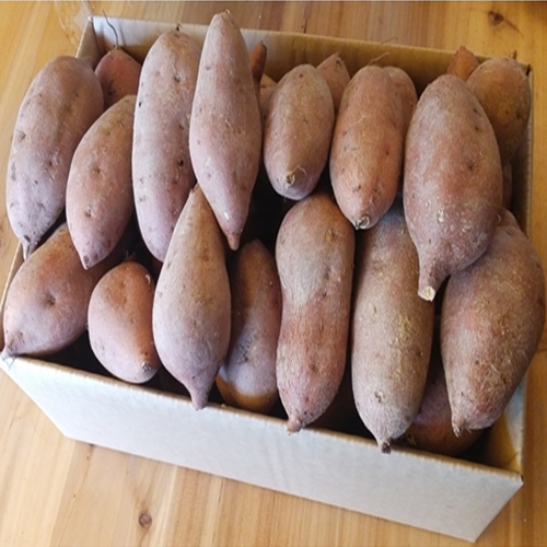 선호도 높은 해남 황토 호박고구마 3kg5kg10kg 오리지날호박고구마, 1박스, 호박고구마3kg(특상)개당100g-300g 좋아요 선호도 높은 해남 황토 호박고구마 3kg5kg10kg 오리지날호박고구마, 1박스, 호박고구마3kg(특상)개당100g-300g 좋아요