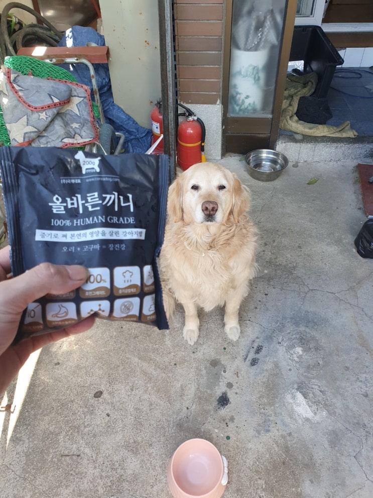  건강한 강아지사료 추천~ 골든 리트리버의 국개대표 올바른끼니 오리 고구마(장건강) 후기
