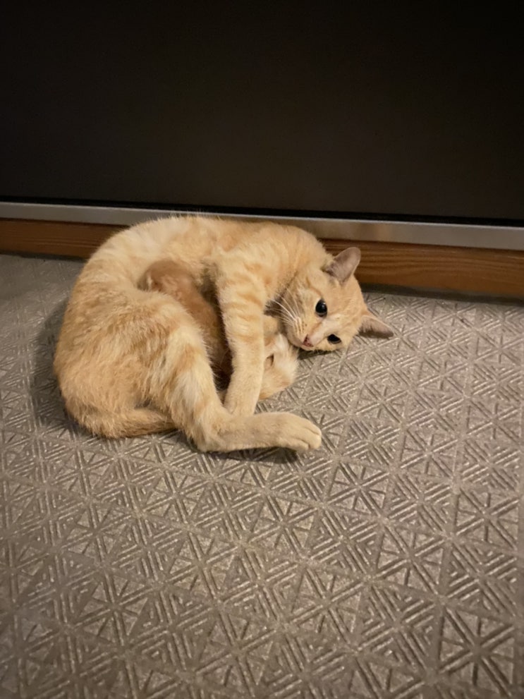  [일본 일상] 일본에서 만난 고양이 고영희