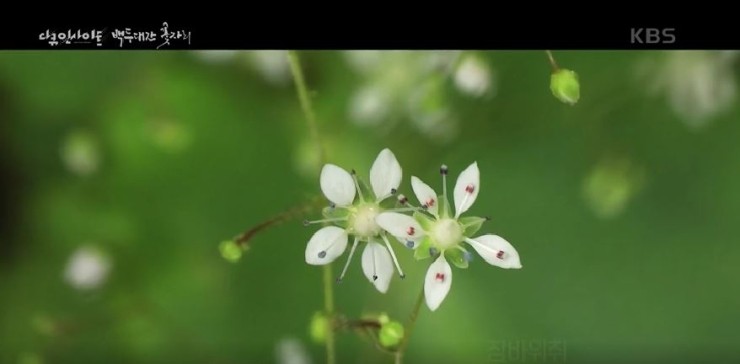 다큐인사이트 - 실감 파노라마 한반도 자연유산  “백두대간 꽃자리” (KBS 2021.2.11 방송)