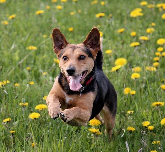 강아지 다리 삠, 다리 삐는 이유와 증상, 대처법과 확인사항