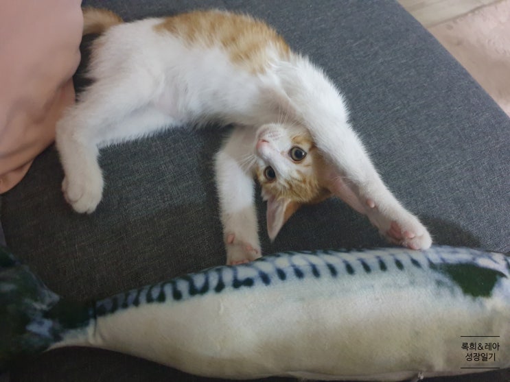  고양이 장난감 캣잎 고등어 인형 후기