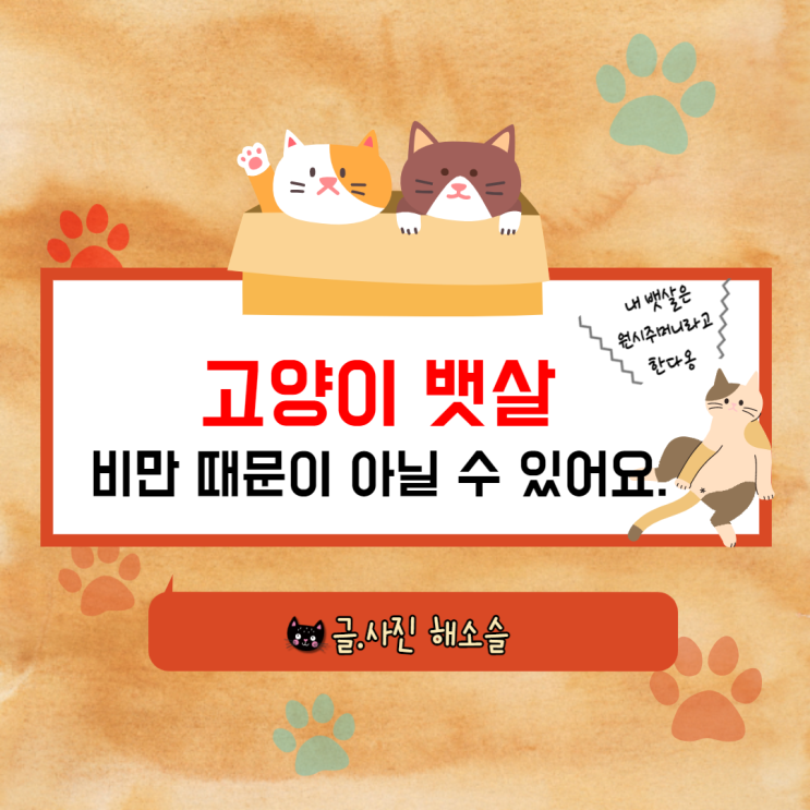  고양이 뱃살이 쳐진건 비만 때문이 아닐 수도 있어요.