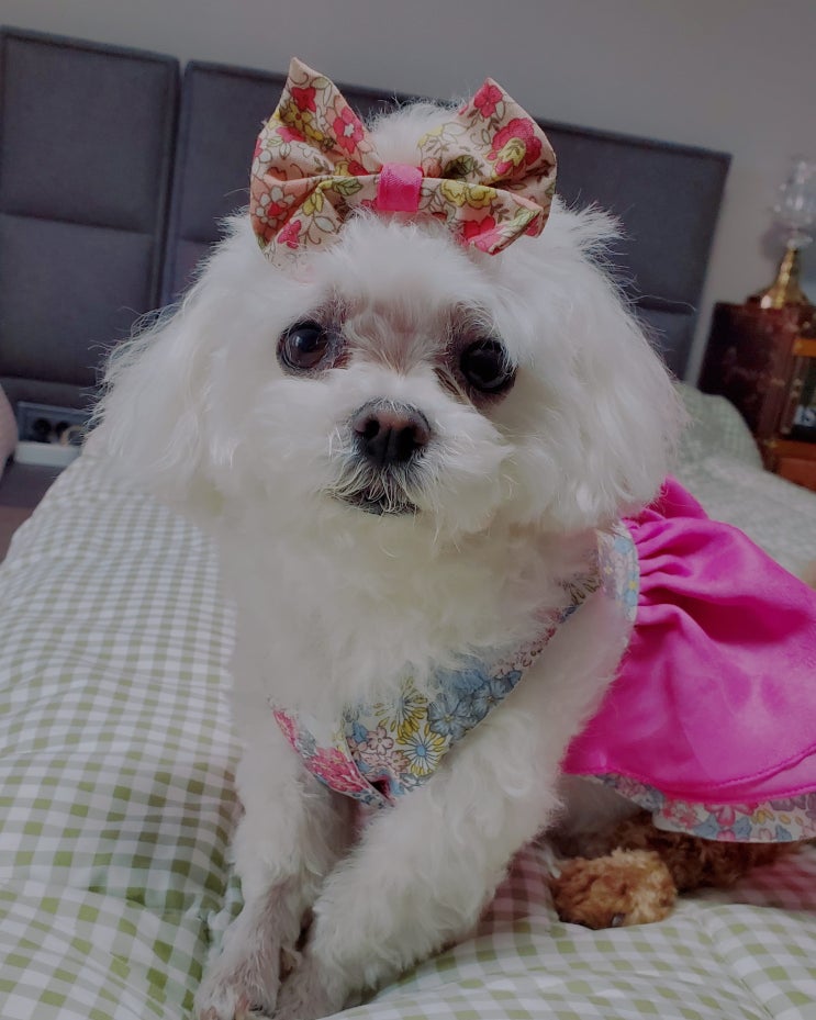  즐거운 명절 되세요