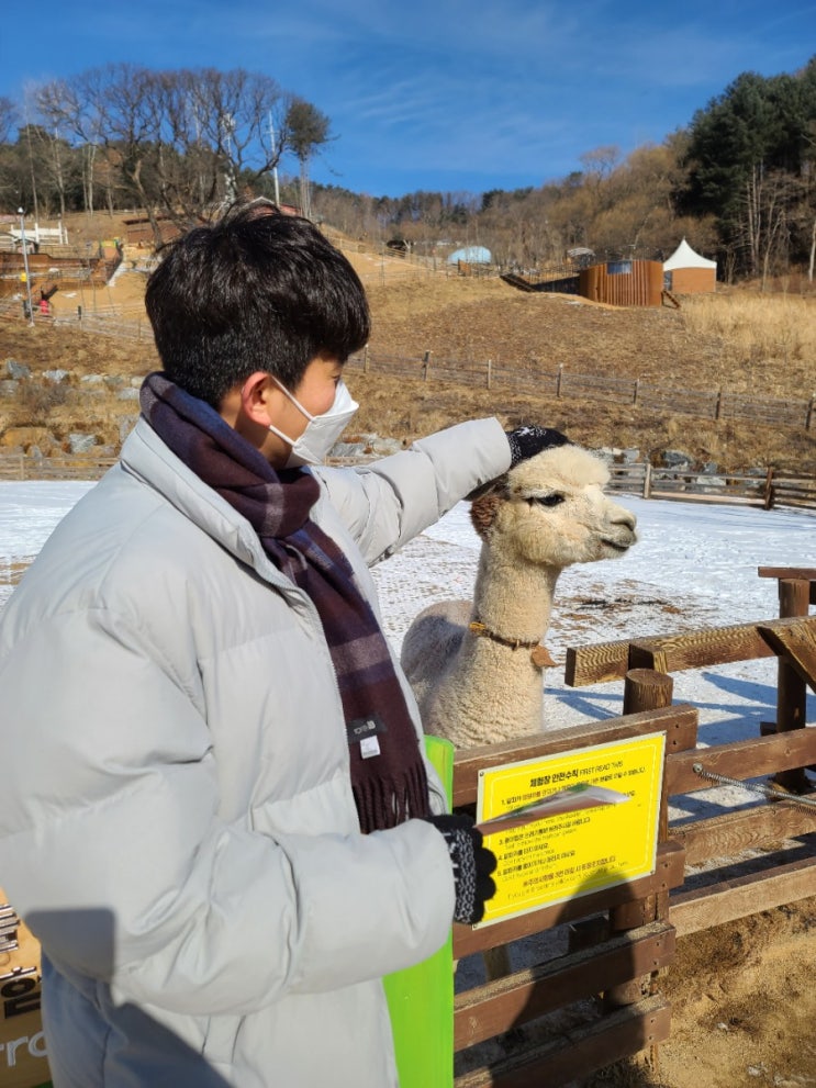  홍천 가볼만한곳으로 알파카월드 추천ʕ•̀ω•́ʔ