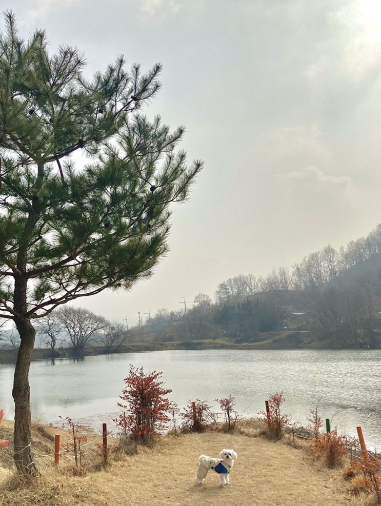  [카페]전주 근교 애견동반 카페 자티
