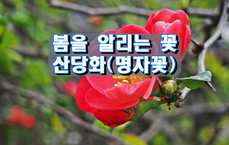 봄을 알리는 꽃, 산당화(명자꽃)