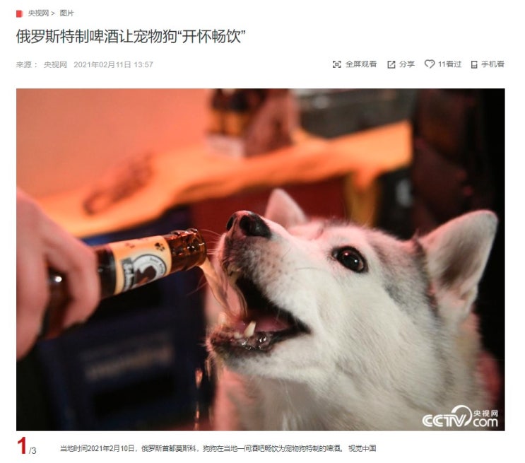 "애완견 특제 맥주를 마시는 러시아 강아지" CCTV HSK 생활 중국어 신문 기사 뉴스 공부