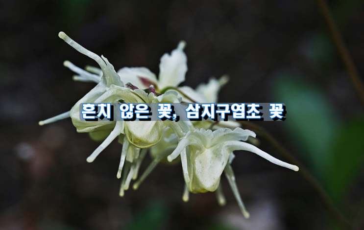 흔치 않은 꽃,  삼지구엽초 꽃