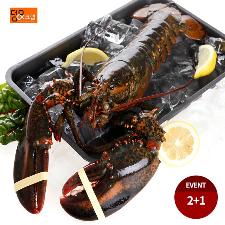 선호도 좋은 덤앤크랩 이벤트 캐나다 활랍스터 700g 2+1 시세 싯가 ··· 선호도 좋은 덤앤크랩 이벤트 캐나다 활랍스터 700g 2+1 시세 싯가 ···