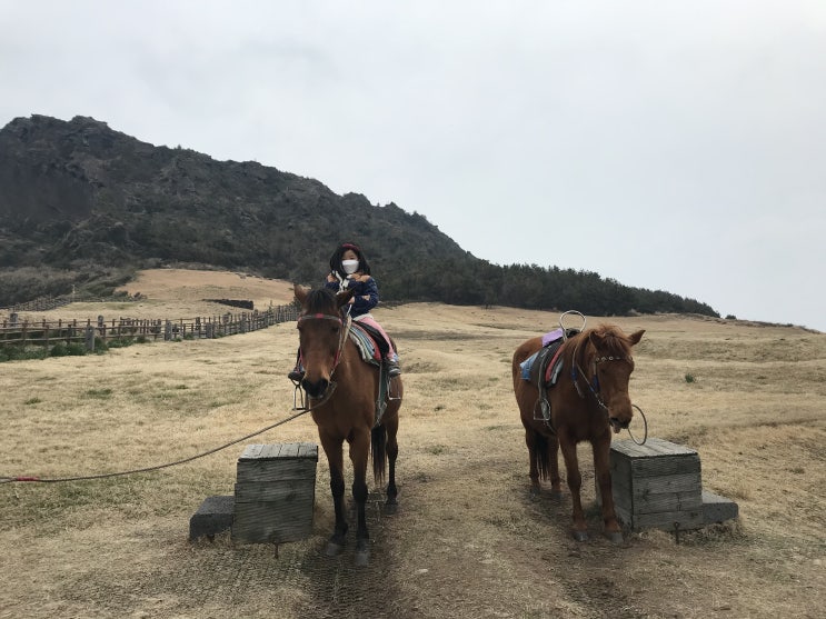  [제주동쪽여행] 성산일출봉 승마체험