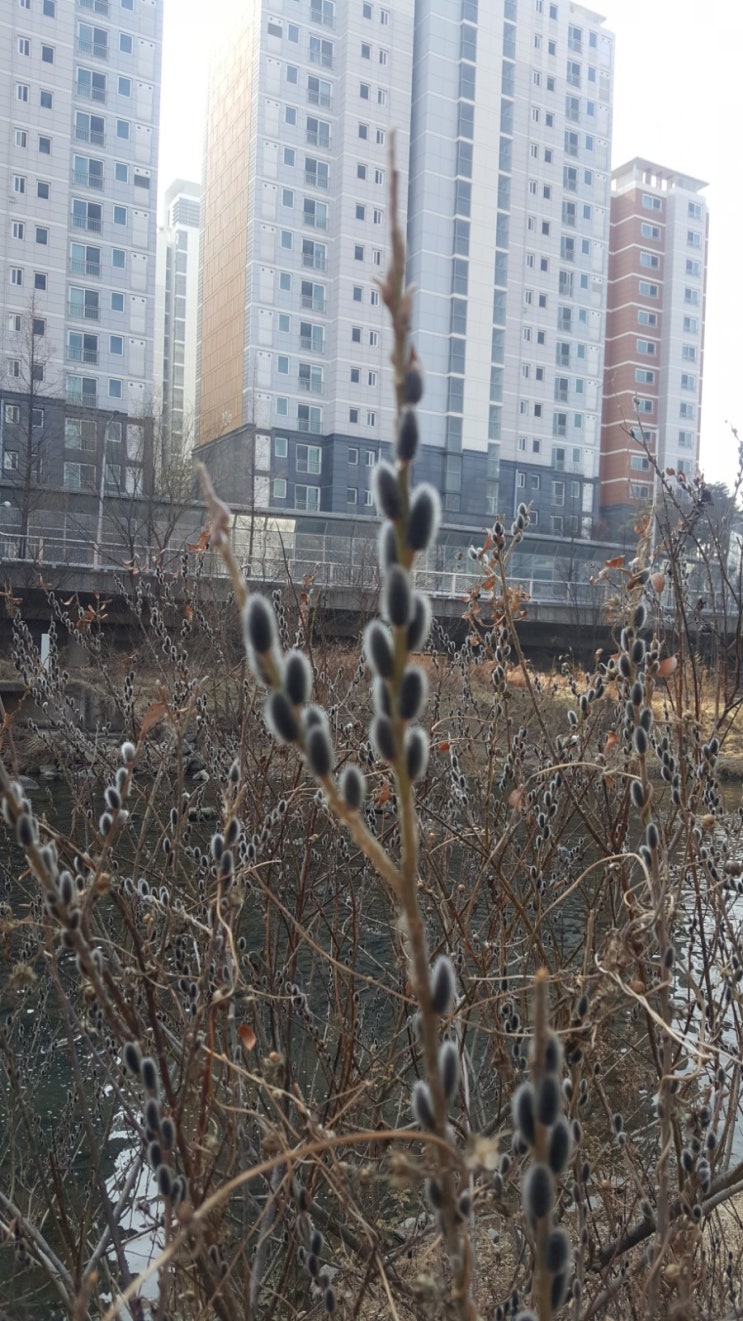  2021년 버들강아지