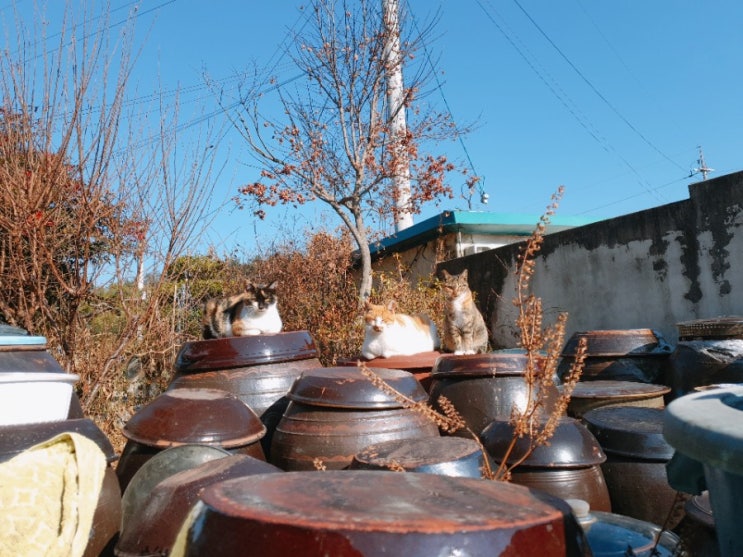  쿠팡 탐사 전연령용 20kg 고양이사료 후기! 내돈내산