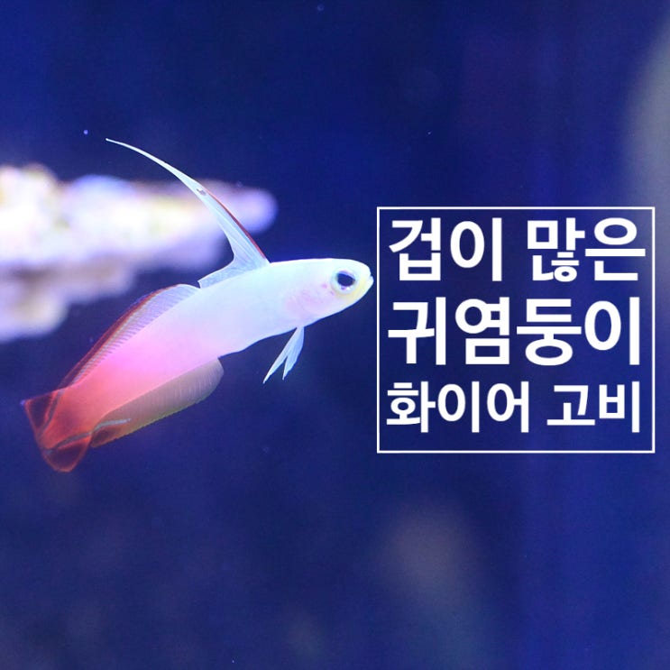 예쁜 외모를 자랑하는 귀염둥이 화이어 고비
