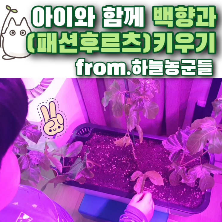  아이와 백향과(패션후르츠) 키우기 (+3주 물을 너무 많이 주면 잎이 떨어져요ㅠ)