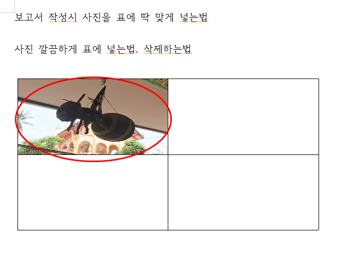  한글 오피스 표 안에 사진 깔끔하게 딱맞게 넣기 삭제방법