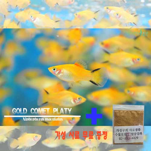가성비 뛰어난 (주)가성아쿠아홈펫 가위 플래티 5마리(구피합사가능) 암수랜덤, 10마리 추천합니다 가성비 뛰어난 (주)가성아쿠아홈펫 가위 플래티 5마리(구피합사가능) 암수랜덤, 10마리 추천합니다