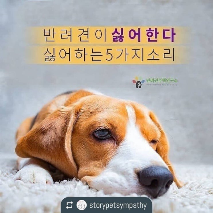  반려견이 싫어하는 5가지 소리
