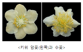  키위, 열매 잘 맺게 하려면 암나무 구매와 인공수분 필요