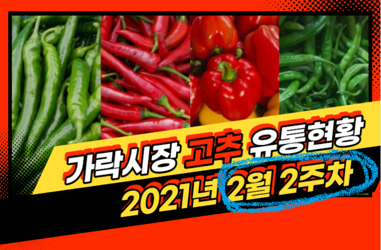  경매사가 알립니다! 가락시장 2월2주차 고추 유통현황