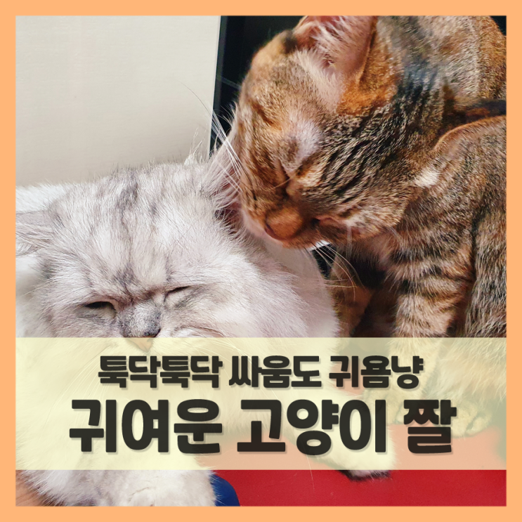  귀여운 고양이 싸움 짤 만들어 봤어요 (feat. 도도군 김나나씨)