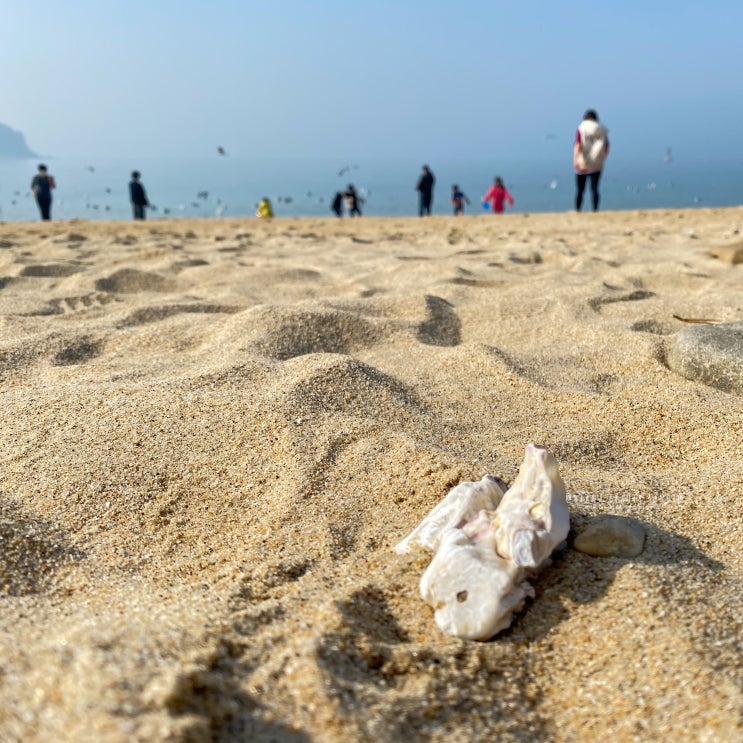 무창포해수욕장 모래놀이 (신비의 바닷길 시간표 보는법) 무창포해수욕장 모래놀이 (신비의 바닷길 시간표 보는법)