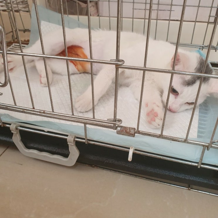  고양이 중성화 후기 - 가격 및 정보!!
