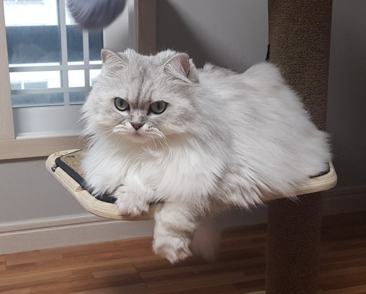  고양이 야옹 의미 알아보기