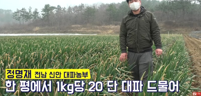 대파밭에 아그로솔포 스페인유황비료를 사용했더니?