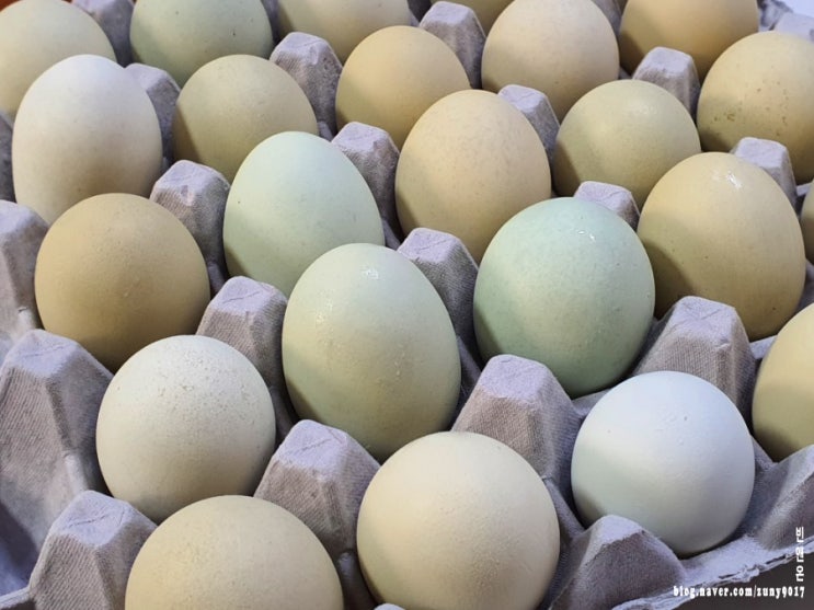 청란, 청계알 효능 일반 계란과 가격 차이는?