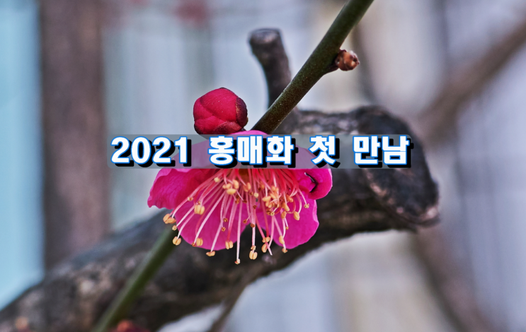 2021년 홍매화 첫 만남 2021년 홍매화 첫 만남