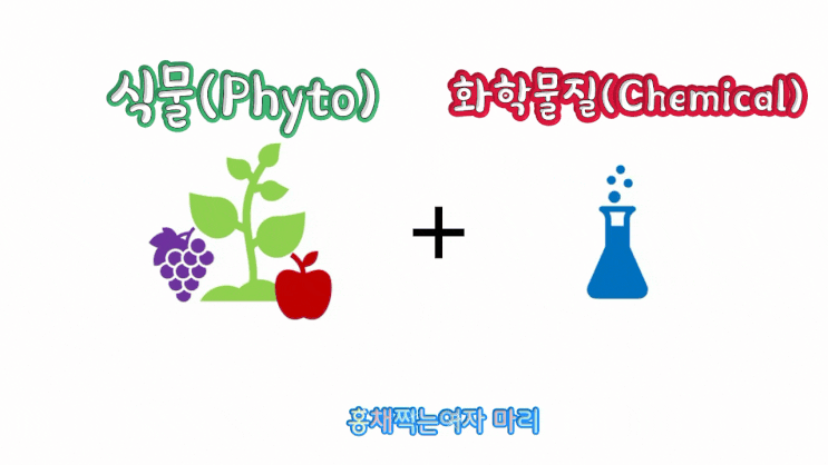  피토케미컬 [파이토케미컬]풍부한 식사로 활력이 넘치는 하루를!