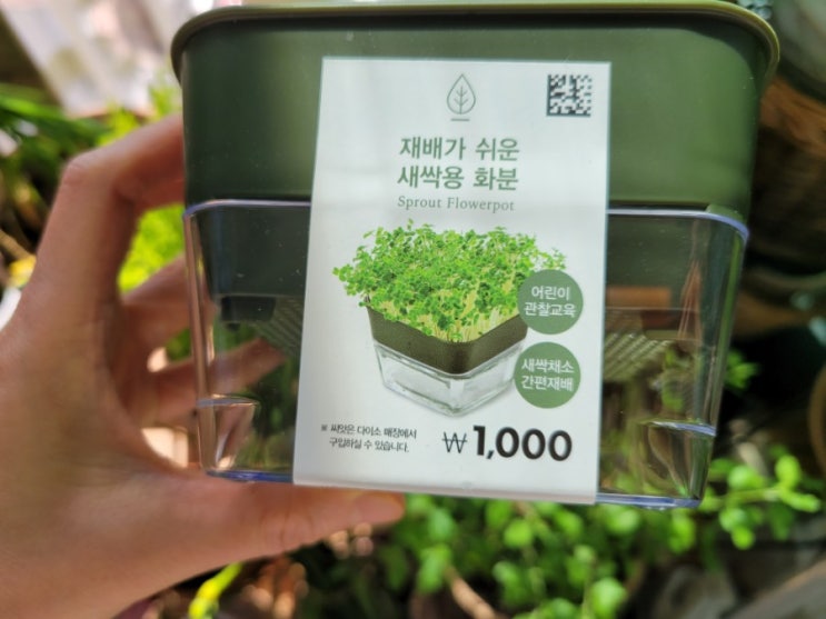  다이소 새싹용 화분, 밀싹 키우기, 캣그라스키우기