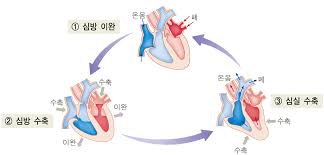 심전도계공부 심음종류 심방심실수축 동방결절 방실결절 히스속 푸르키네섬유