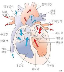 해부생리학 심장구조위치 심방심실 판막종류 심장기능역할 간호학과공부