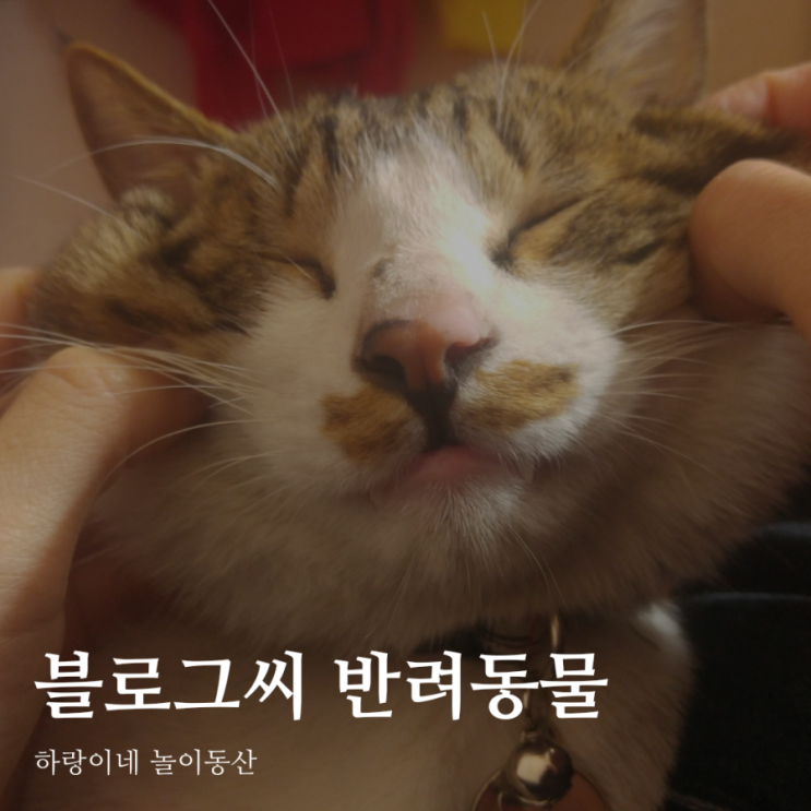 반려동물 자랑, 사랑스러운 개냥이 참치